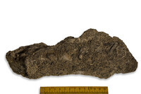 F 09252
<br/>
<br/>
<em></em>